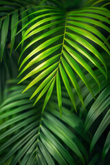 Wall Mural - Green palm banner with best winner in the world, close-up, aesthetically pleasing,