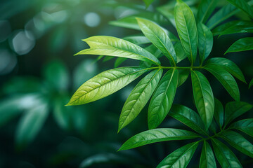 Poster - Aesthetically pleasing close-up banner with green palm, world's best winner,