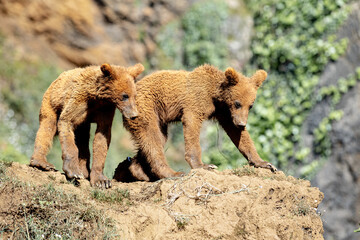 Canvas Print - Beautiful brown bear cubs playing on a mountain ridge