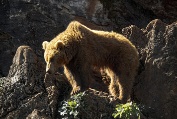 Wall Mural - Beautiful backlight of a brown bear standing on top of some rocks