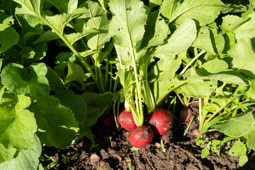 Poster - natural organic radishes in the garden. picking red radishes.