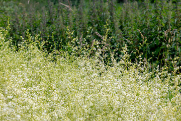 Wall Mural - Selective focus of wild white cream flowers in grass field, Galium elongatum is a tall, erect herb with panicles of small white flowers, A species of plants in the Rubiaceae, Natural floral background