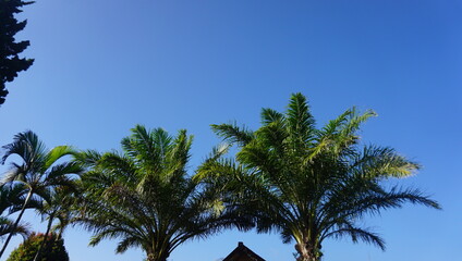 palm tree and blue sky