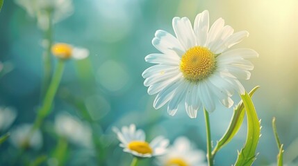 Wall Mural - Chamomile and Daisy Flower in Natural Summer Background