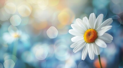 Blurred background with a white daisy