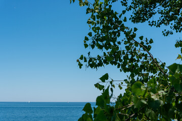 Poster - shallow depth of field focus on a poplar tree (mostly in silhouette) with a defocused view of the lake