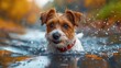 © svastix - This image shows a cute dog paddling in water with splashes around, set against a backdrop of autumn colors, capturing the joyous moment and playfulness of the animal.