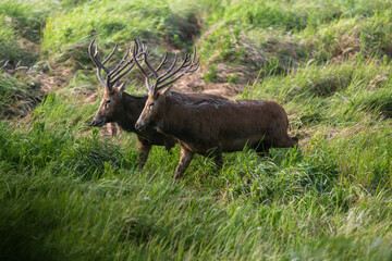 Two elk walking side by side in grass