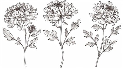 Wall Mural - An illustration of chrysanthemums on a stem and leaves isolated on white with black outline.