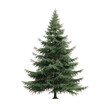 © Sona - Isolated Fir Tree on transparent background