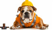© Cavad - Working dog: Bulldog dressed as a construction worker, set against a white background.