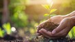 © Purichaya - Hands nurturing a small tree sapling in soil, sunlight filtering through, symbolizing environmental protection and care, close-up