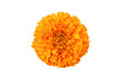 © I.H - Marigold flower isolated on a white background. Decorative element for design Day of the Dead and Indian holidays. Flat lay