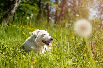 A white dog rests in the grass in the sunlight. Concept of summer vacation, carefree, laziness.