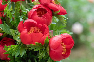 Sticker - Red wild peonies growing in May on Spil Mountain, Turkey - Izmir.