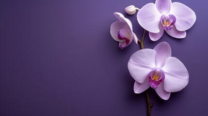 Elegant orchid gracing envelope against vivid purple with ample copy space