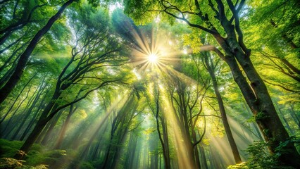Wall Mural - Tranquil tapestry of sunlight streaming through forest canopy, creating a dreamy atmosphere , forest, sunlight, dappled
