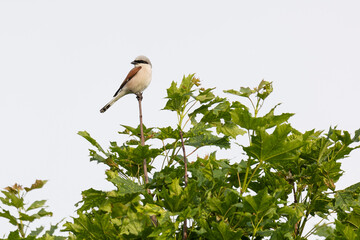 great gray shrike sitting on a tree branch against a blue sky