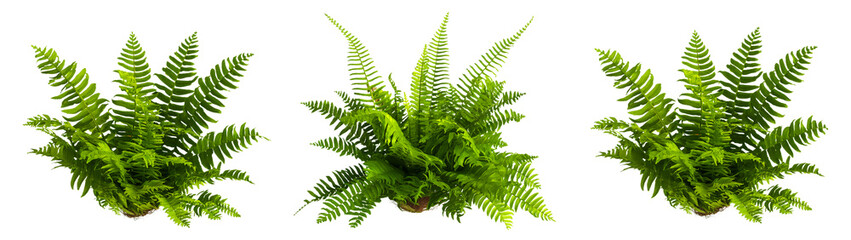 Poster - fern plant bushes with green leaves isolated on transparent or white background