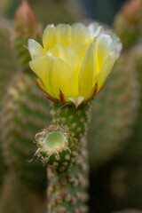 Canvas Print - Fleur de cactus