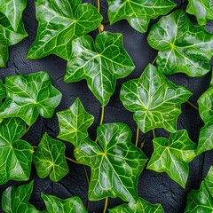 Wall Mural -   A close-up of green leaves on a black surface with a green stem centered