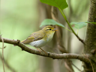 Canvas Print - Wood warbler, Phylloscopus sibilatrix