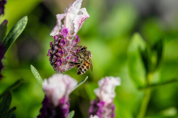 Honey bee on a Lavender flower pollinating in the springtime