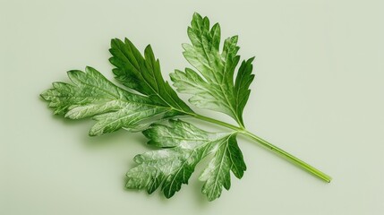 Aufkleber - A detailed view of a single green leaf resting on a white background