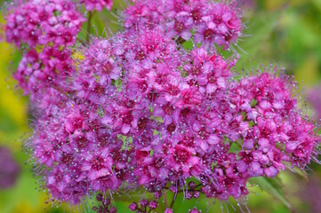 Wall Mural - Blooming Japanese spiraea. Parks and nature.