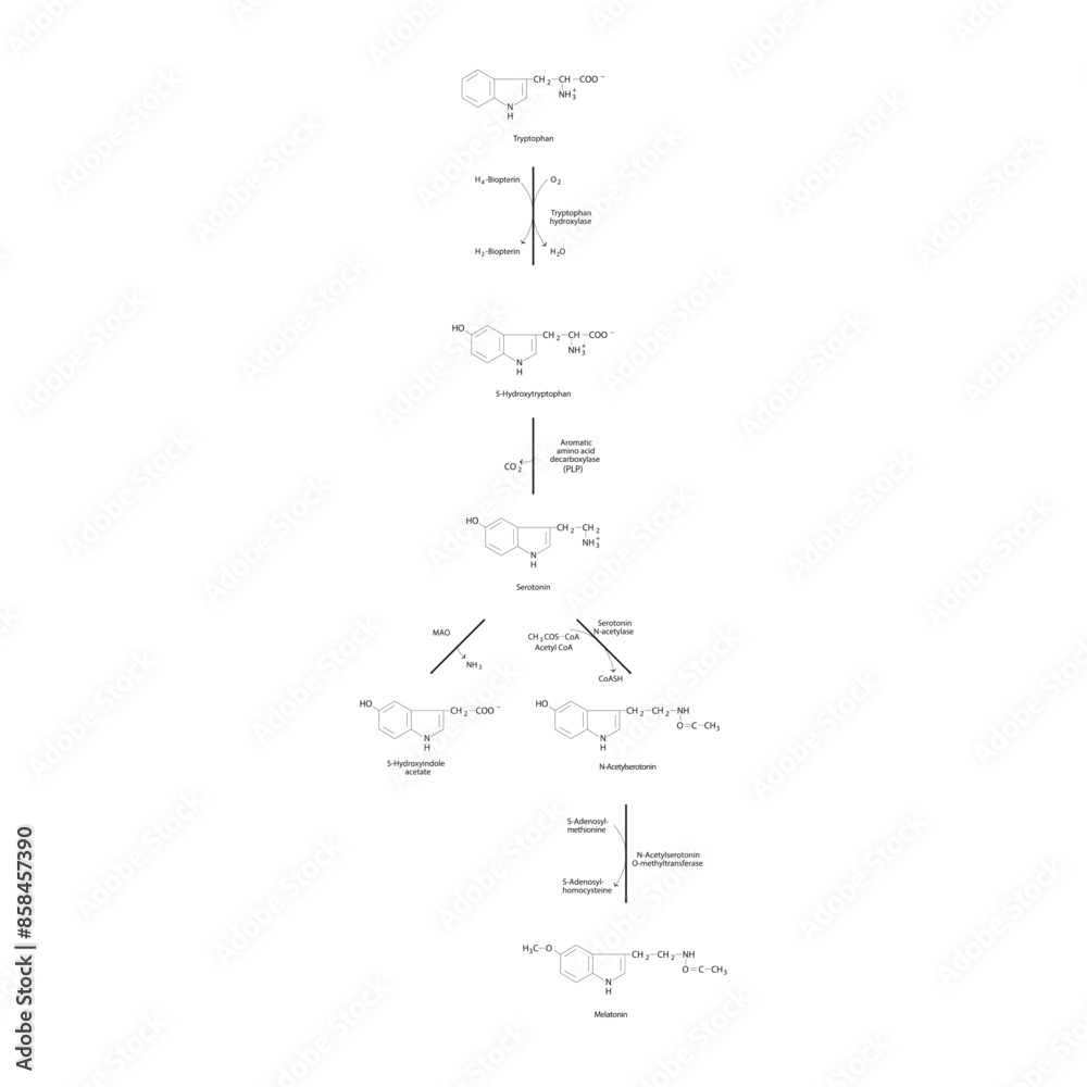 Diagram showing biosynthesis of Melatonin from Tryptophan via enzymatic ...