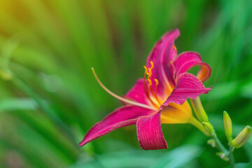 Wall Mural - photo with colorful flowers on a blurred green background of plants with long leaves. the atmosphere