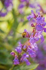 Wall Mural - Bumblebee in the Sage