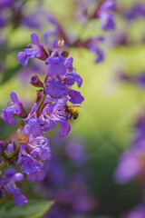 Wall Mural - Bumblebee in the Sage