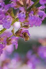 Wall Mural - Bumblebee in the Sage