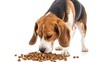 © AkuAku - Beagle dog eating food viewed from the side against white background