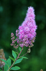 Poster - Spiraea salicifolia is blooming in the garden