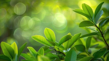 Wall Mural - Bright green leaves of magnolia kobus tree on blurred background Selective focus Close up view Nature theme for design