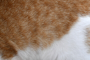 Sticker - Cat fur texture background. Ginger and white cat fur texture.