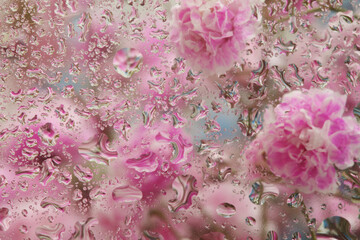 Wall Mural - Soft focus pink flower bouquet through glass with water drops. Abstract Nature blur pink background.