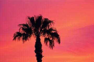 Wall Mural - a vibrant pink and orange sunset sky with the silhouette of an isolated palm tree, creating a tropic