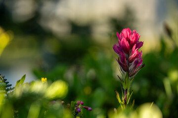 Poster - Pink Paintbrush Blooms In Sprince with Copy Space To Left