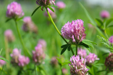 Wall Mural - pink clover flowers in nature