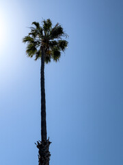 palm tree against blue sky