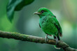 © grey - Singapore green broadbill bird on tree branch