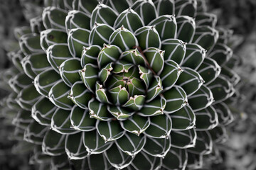 close up of agave Victoria-reginae 