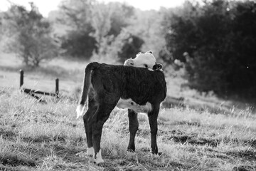 Wall Mural - Hereford calf on cow farm in Texas field during summer, black and white rural image.