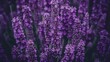 © Anzhela - High resolution lavender flowers background photography with generous copy space for versatile use
