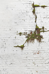 Wall Mural -  A white brick wall with moss growing on it, with the top half of that piece being broken.Minimal creative nature concept.