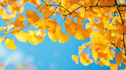 Close up view of ginkgo biloba tree leaves in yellow and gold with blue sky background emphasizing nature for design with text space