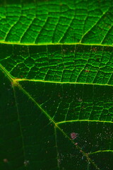 Wall Mural - Leaf macro